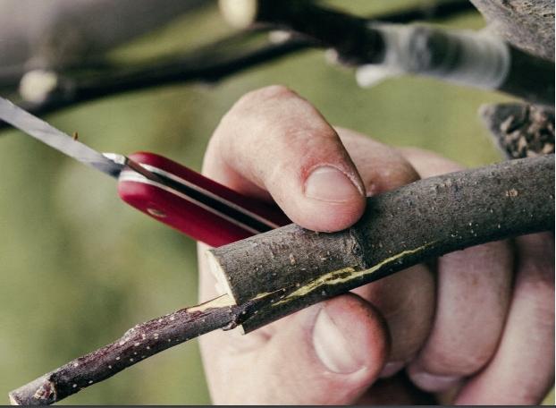 Immagine prodotto Felco Coltello da taglio e da oculazione 3,90 40