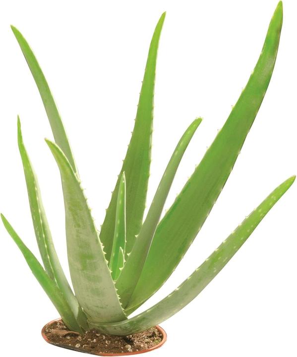 Immagine prodotto Glorex Sapone alla glicerina Eco (Sapone duro)