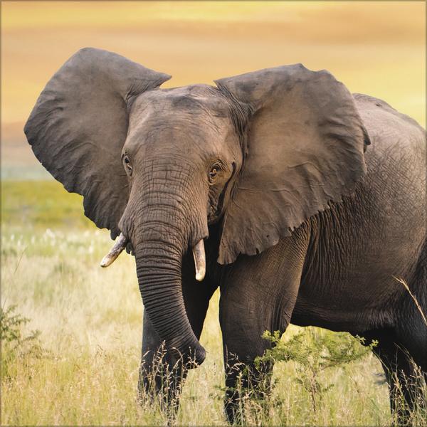 Image du produit Elefanten2026 (30 x 30 cm)