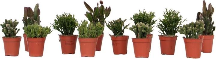 Immagine prodotto Plant in a Box Rhipsalis - (12 cm)