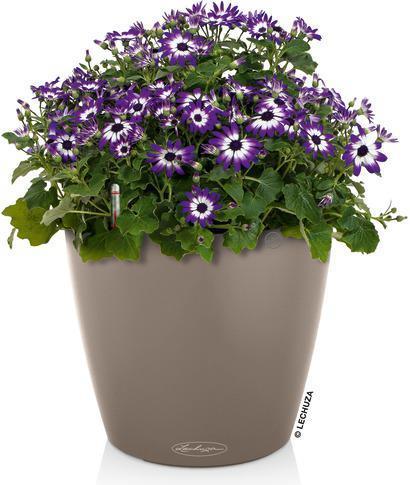 Image du produit Lechuza Couleur Classico 18 (19 x 17 cm)
