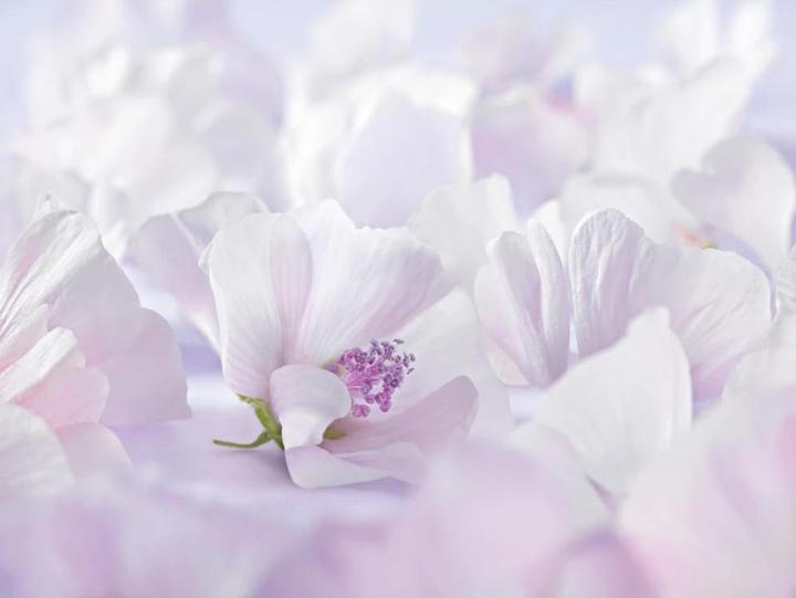 Image du produit Weleda mauve blanche