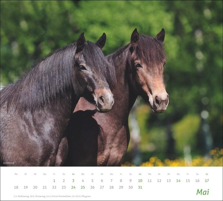 Produktbild times&more Pferde Bildkalender 2026