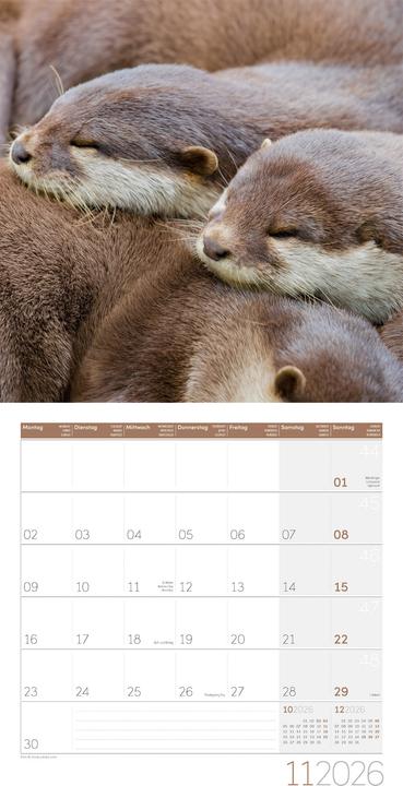 Image du produit Otter Kalender 2026 - 30x30 (30 x 30 cm, Couverture rigide, Allemand, Français, Italien, Anglais)