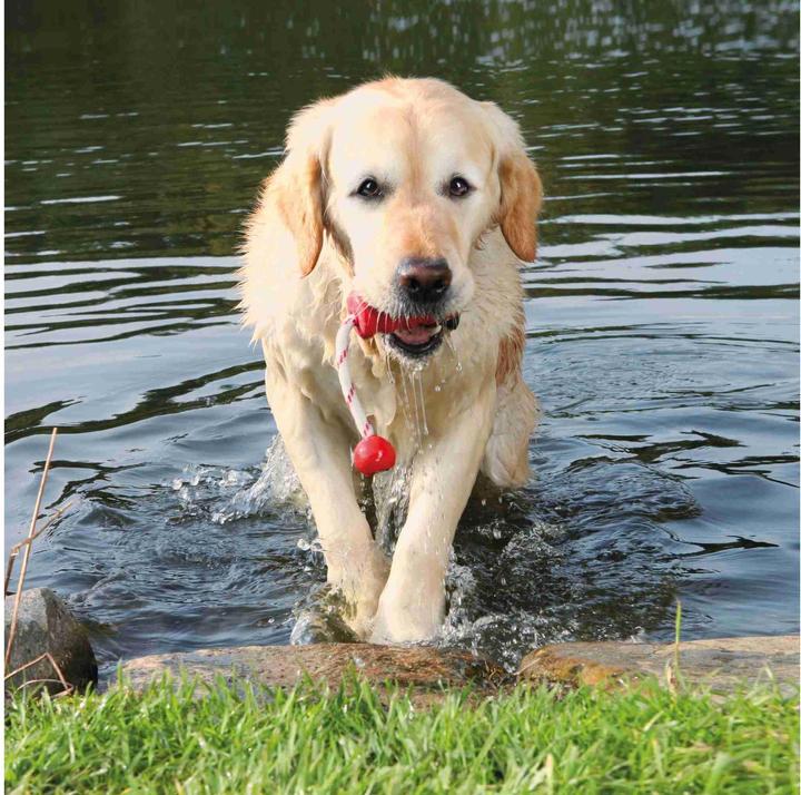 Produktbild Trixie Dog Activity Mot-Fun 9cm/22cm (Apportieren)