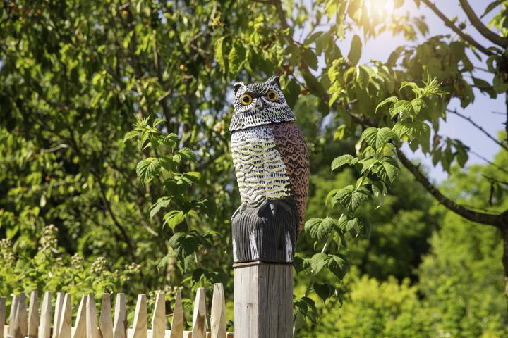 Produktbild Windhager Vogel Abwehr Eule