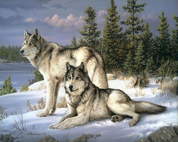 Actual product image Figured'Art Paint by Numbers Framed - Wolves Couple