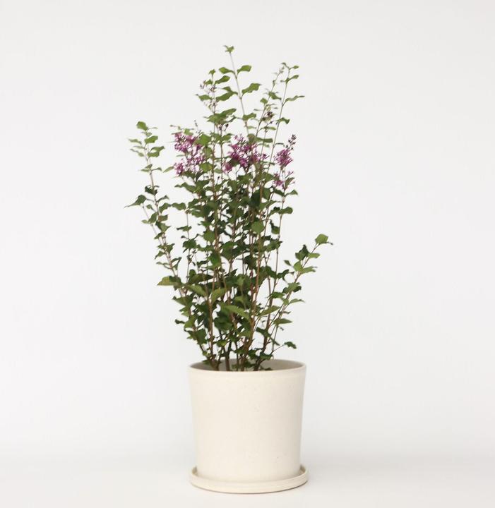 Produktbild Plant in a Box Syringa Bloomerang Dark Purple - Flieder (55 cm)