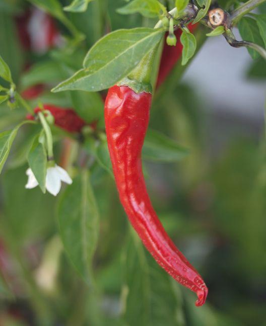 Produktbild Bio-Gemüse-Ratgeber (Gemüsesamen)