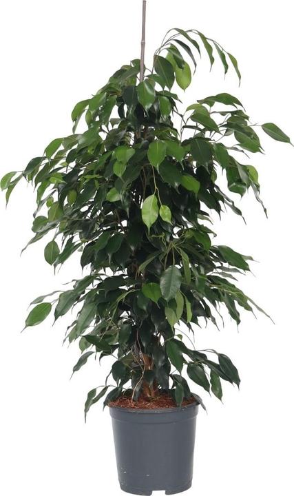 Plant in a Box Ficus benjamina Danielle - Geigenpflanze (100 cm)