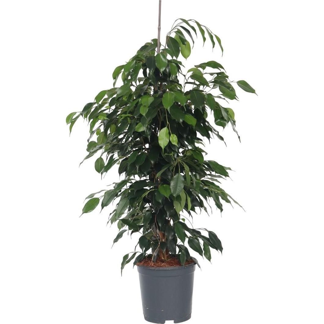 Plant in a Box, Pflanzen, Ficus benjamina Danielle - Geigenpflanze (100 cm)