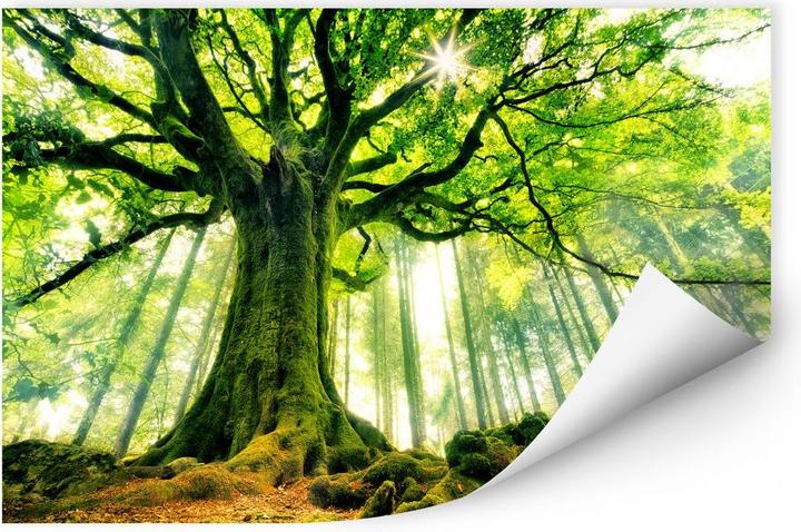 Image du produit Trenddeko Kiciak - La forêt des contes de fées (60 x 50 cm)