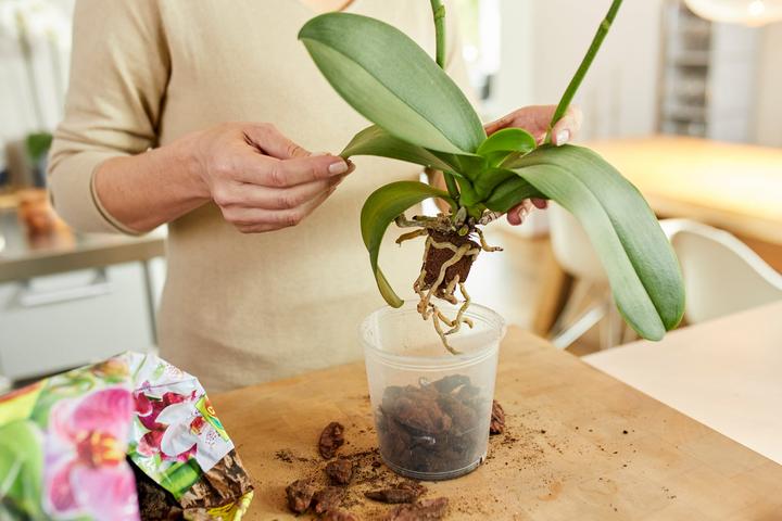 Image du produit Migros-Bio Garden Terreau à orchidées (3 l)