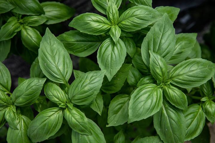 Image du produit Zollinger Bio Basilikum, Genoveser Selektion Z (grossblättrig) (Graines de plantes)