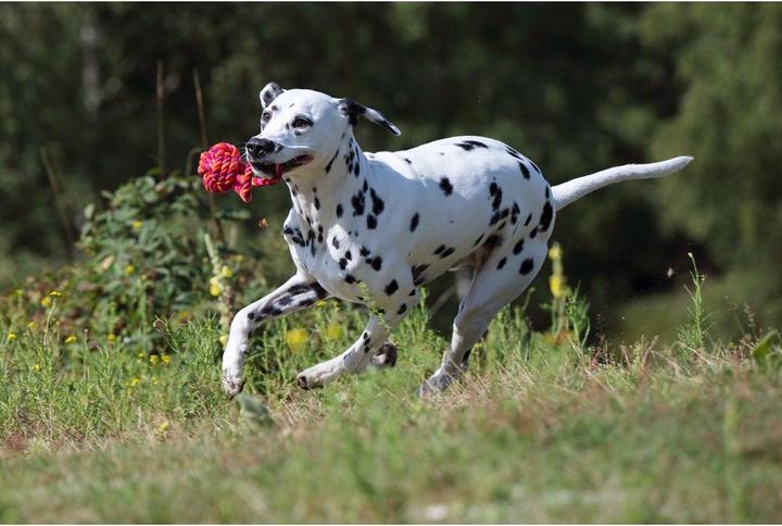 Image du produit Laboni Balle à lacer maxi (Jouet à balle chien)