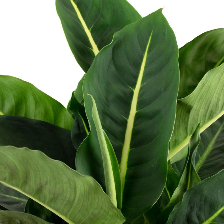 Image du produit Flowerbox Dieffenbachia "Green Magic" - Dieffenbachia (65 cm)