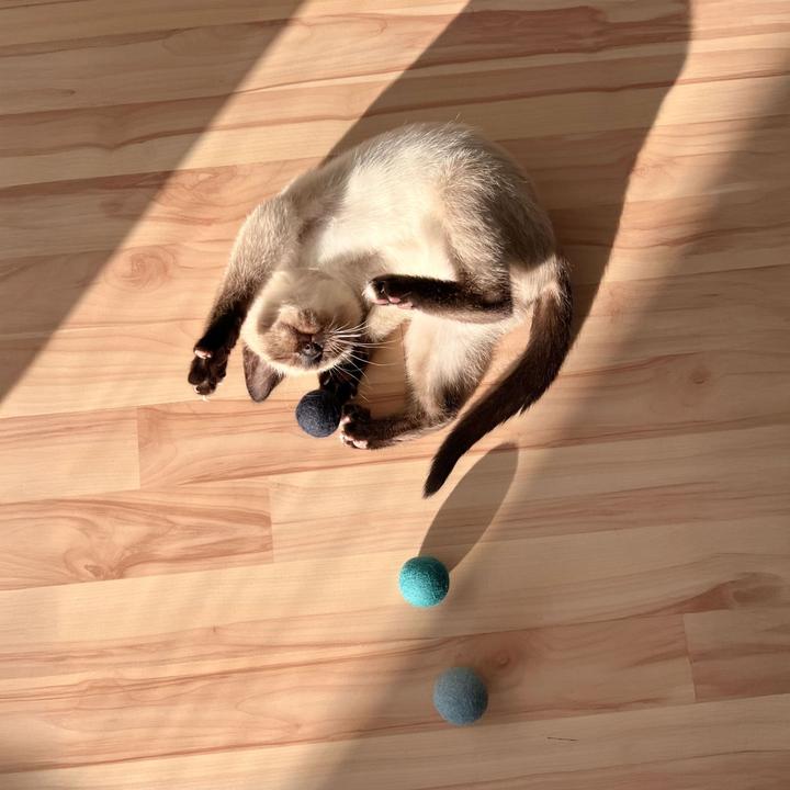 Produktbild LucyBalu OCEAN VIBES Filzbälle (Ballspielzeug Katze)