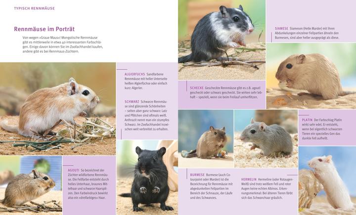 Actual product image Rennmäuse (German, Engelbert Kötter, 2015)