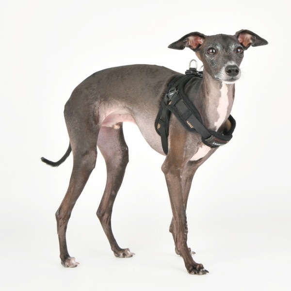 Produktbild Puppia Soft Geschirr X (XL, Hund, Spazieren)