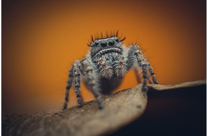 Immagine prodotto Venus Optic Lunghezza focale fissa Laowa 85 mm f/5.6 2X APO - Nikon Z (Nikon Z, Full frame)
