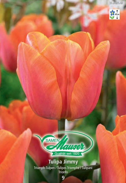 Immagine prodotto Samen Mauser Jimmy (Pianta bulbosa)