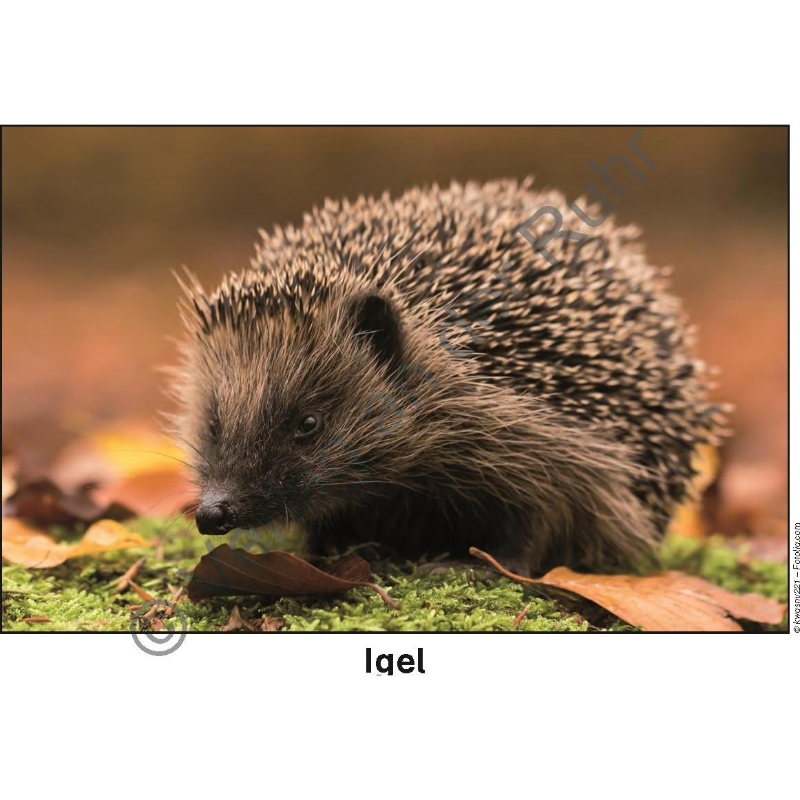 Thumbnail - Feld- und Wiesentiere, Fachbücher von Heike Jung