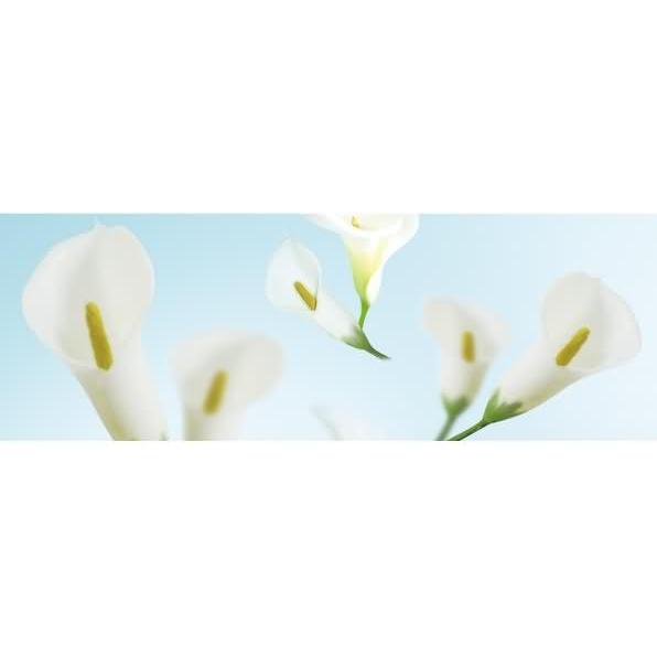 Ursus, Bastelpapier, Transparentpapier 115g/qm A4 VE=25 Blatt Flora Calla (115 g/m², 25 x)