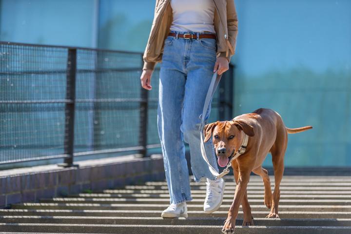 Image du produit Trixie Hondenriem Premium Verstelbaar Zand Taupe - 200X2 Cm (L, M, Chien)