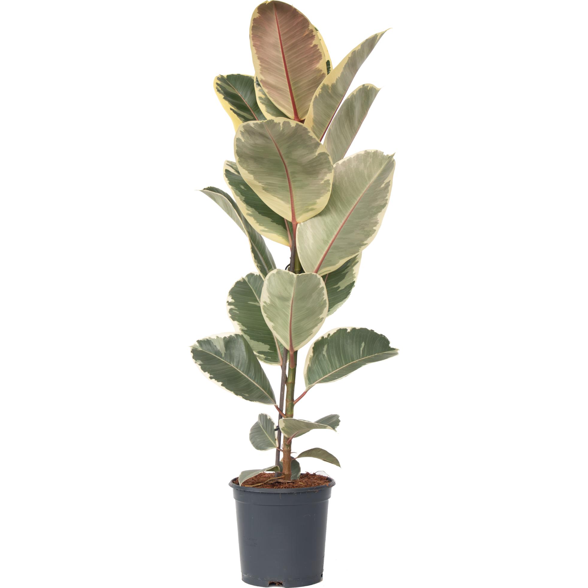 Plant in a Box, Pflanzen, Ficus Elastica Tineke - Gummibaum (90 cm)