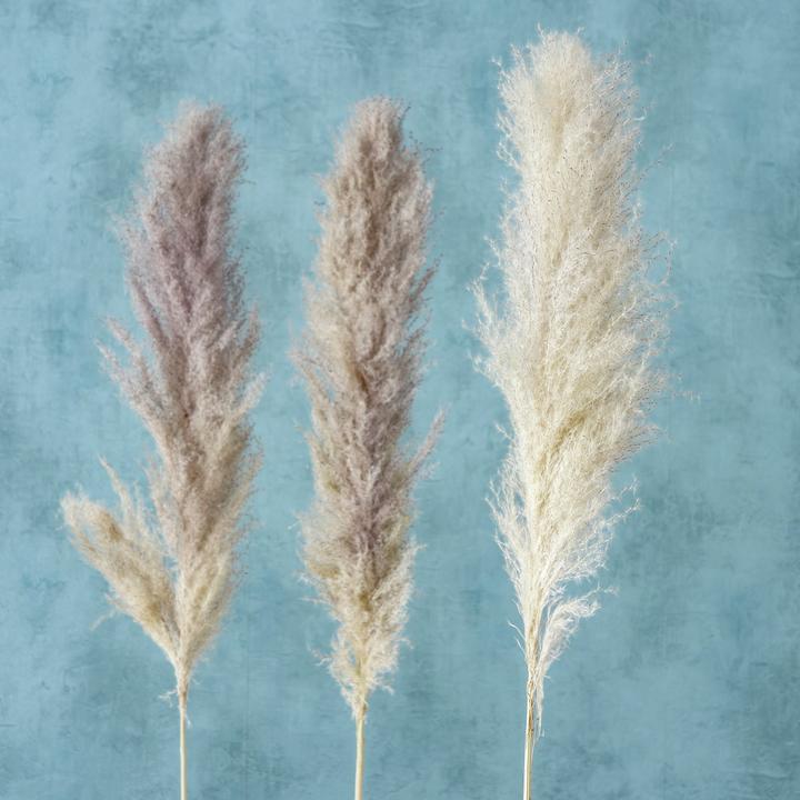 Actual product image Boltze Home Pampas grass (100 cm)
