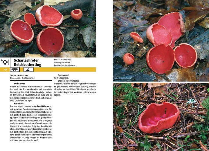 Immagine prodotto Pilzführer Schweiz (Tedesco, Markus Flück, 2025)