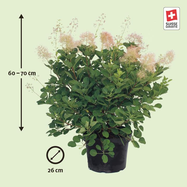 Actual product image Zulauf Perückenstrauch / Cotinus cog. 'Young Lady' (70 cm)