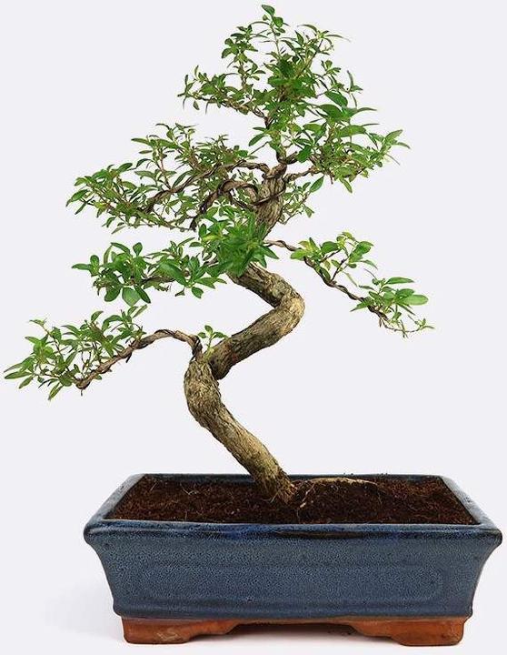 Produktbild Bonsai.ch Junischnee