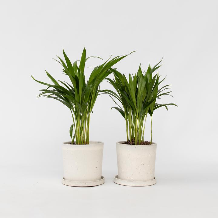 Actual product image Plant in a Box Dypsis Lutescens - Set of 2 Areca Gold Fruit Palm (30 cm)