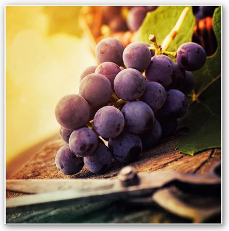 Image du produit Trenddeko Vendanges (70 x 70 cm)