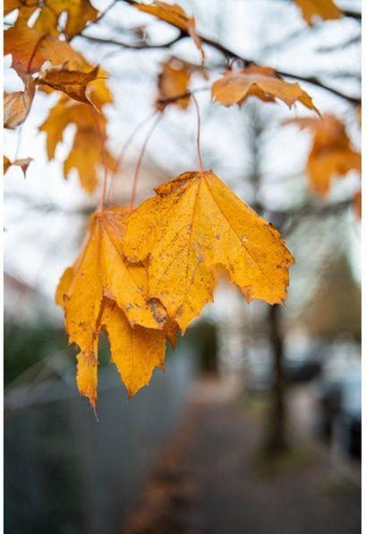 Produktbild Samyang AF 35mm F1.4 P Sony E (Sony E, Vollformat, APS-C / DX)