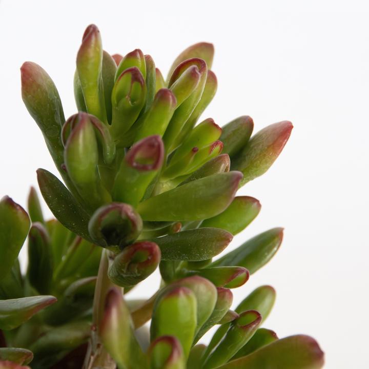 Image du produit Plant in a Box Crassula ovata 'Gollum' - 2er Set Plante de Jade (15 cm)