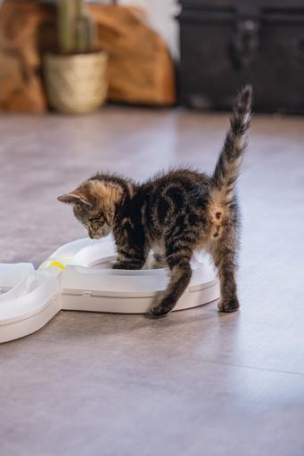 Actual product image Beeztees Bz Kitten Pl Game Rail Agty (Cat activity toy)