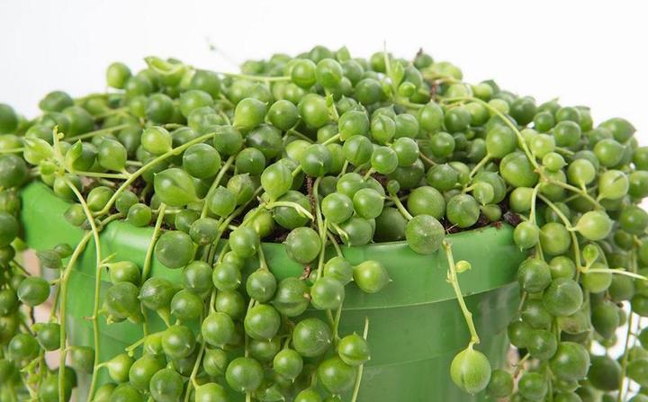 Image du produit VEG and the City Jais (pois sur le ruban Senecio rowleynanus) (25 cm)