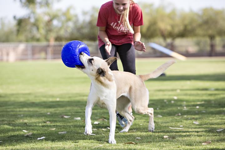 Immagine prodotto Jolly Pets Giocattoli per cani (Palla giocattolo per cani)