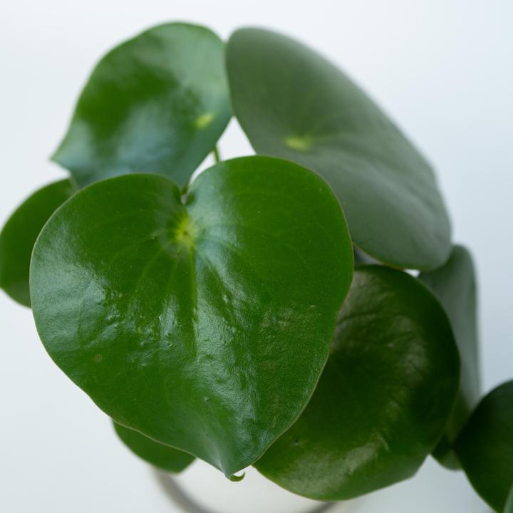Actual product image Plant in a Box Peperomia Polybotrya - Set of 4 Large-Leaved Ornamental Peppers (20 cm)