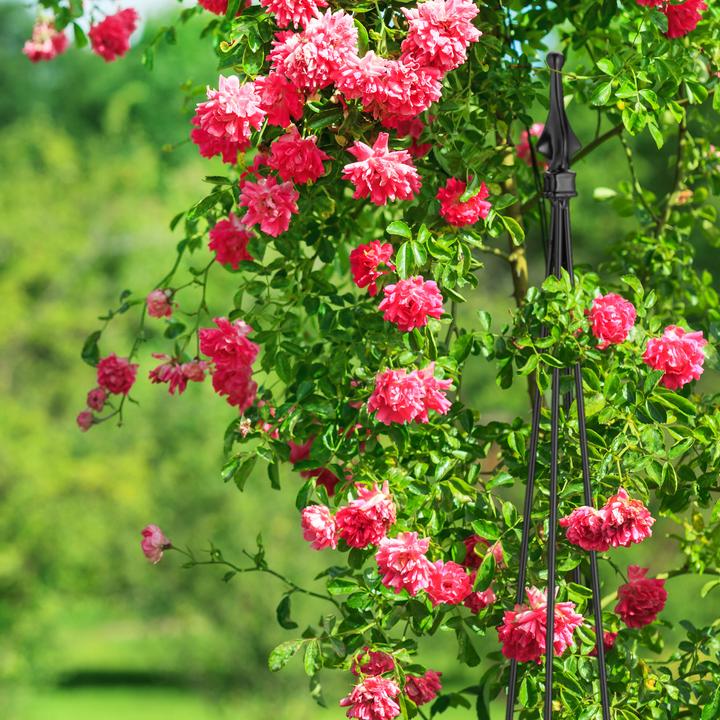 Image du produit Relaxdays 2x support pour plantes grimpantes (16 cm, 16 cm)