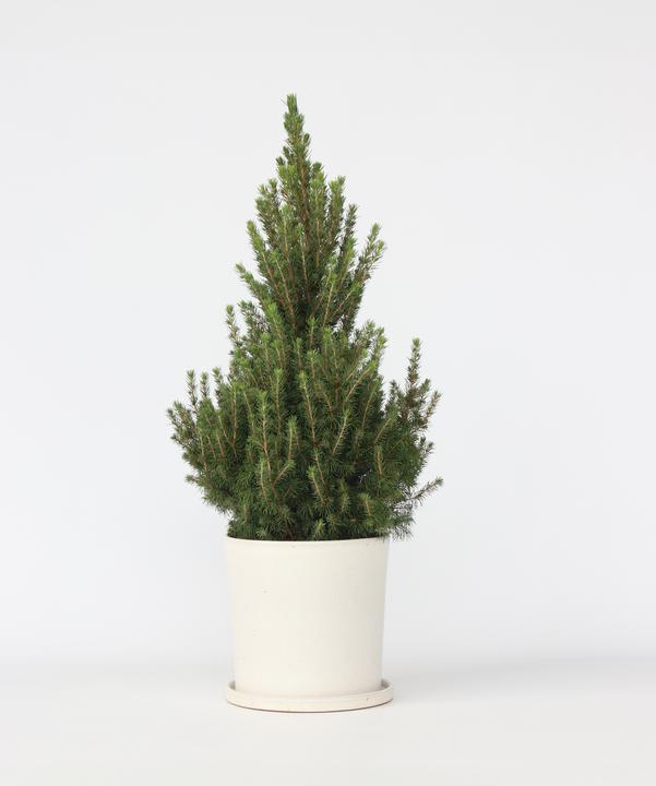 Produktbild Plant in a Box Picea glauca conica 'December' - Mini-Weihnachtsbaum (75 cm)