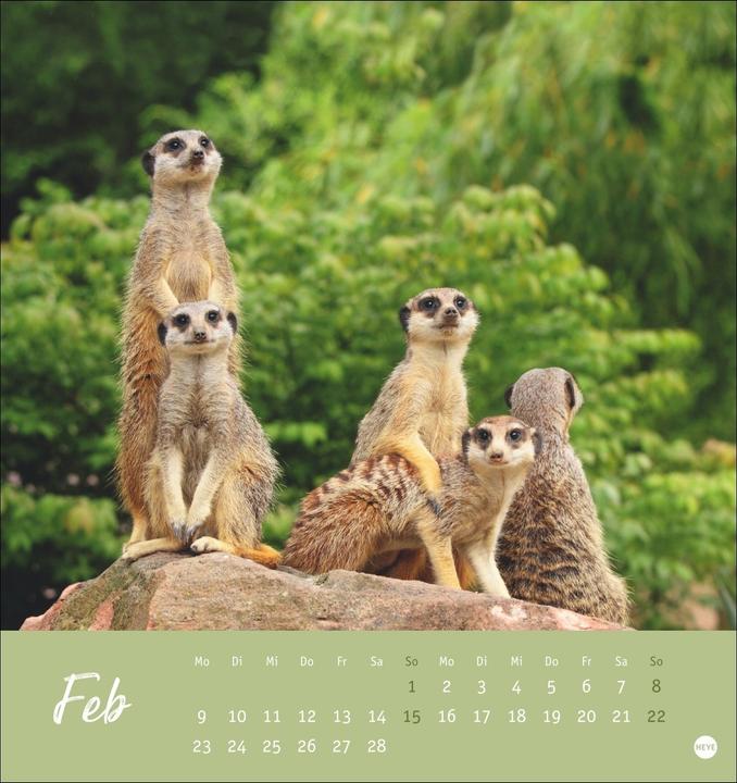 Produktbild Erdmännchen Postkartenkalender 2026