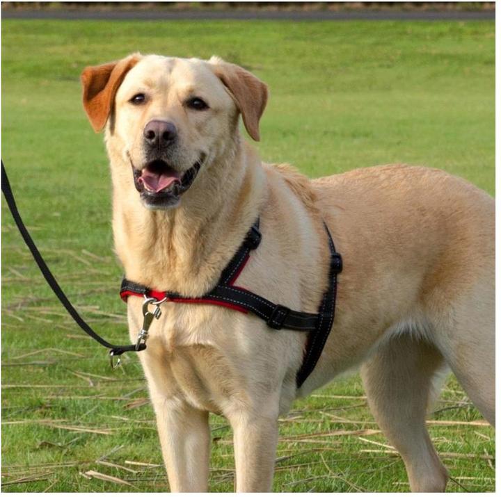 Actual product image Trixie Lead n Walk training harness L-XL (L, XL, Dog, General)