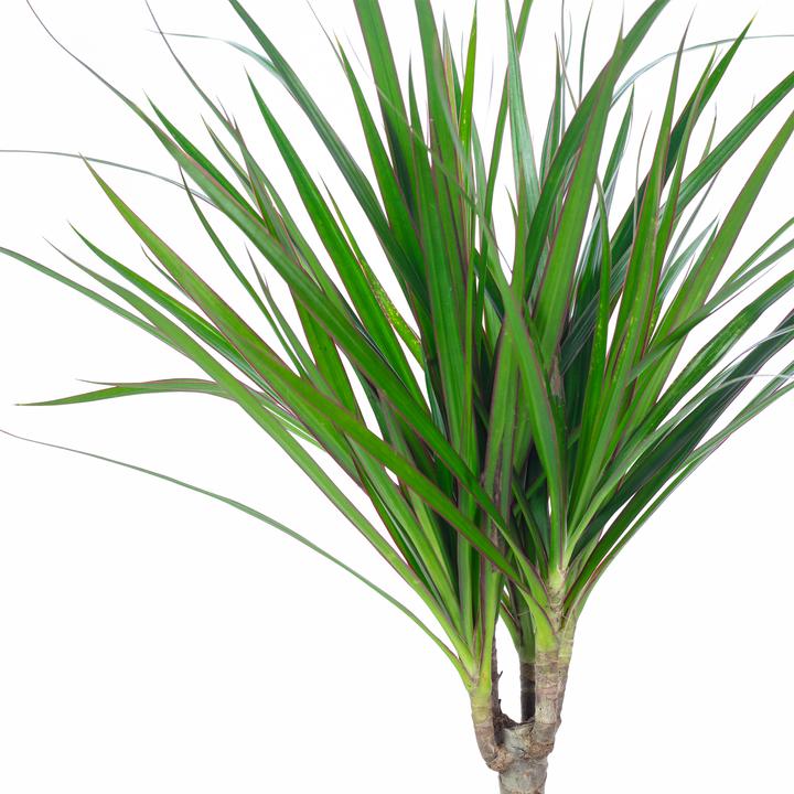 Produktbild Flowerbox Drachenbaum - Dracaena Marginata (35 cm)