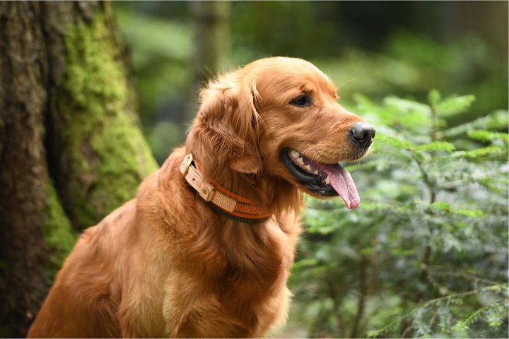 Actual product image Niggeloh Welding neck (XS, Dog, Dog sport)