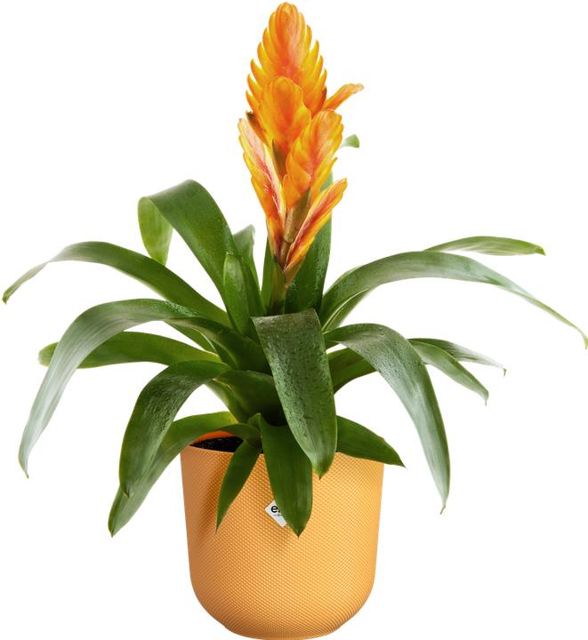 Produktbild Elho Jazz Rund (19 x 17.60 cm)