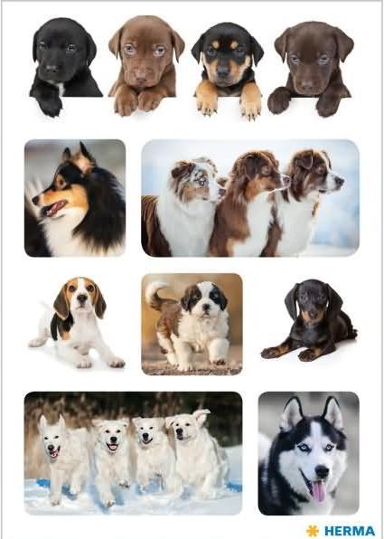 Produktbild HERMA Sticker Hunde (72 Sticker)