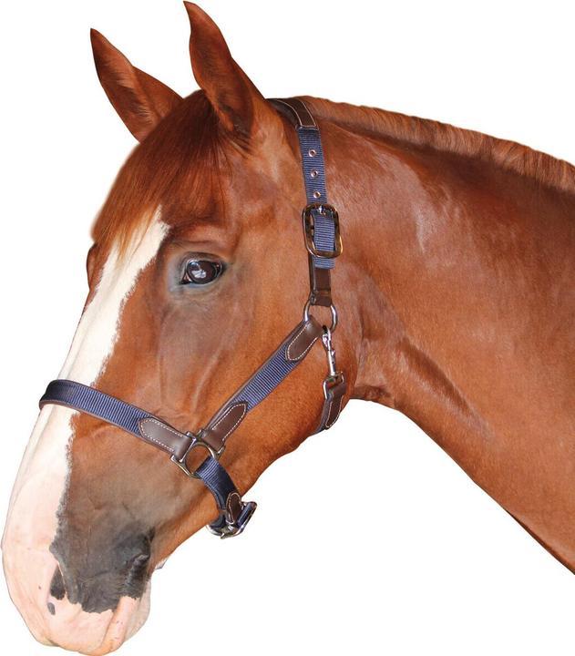 Produktbild Flags&Cup nylon/leder-halfter